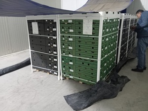 USA Fruit Loading Inspections